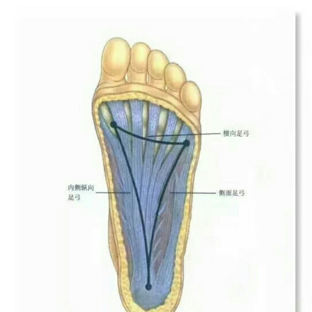 1.横弓形态取决于大脚趾与小脚趾面的稳定. 2.